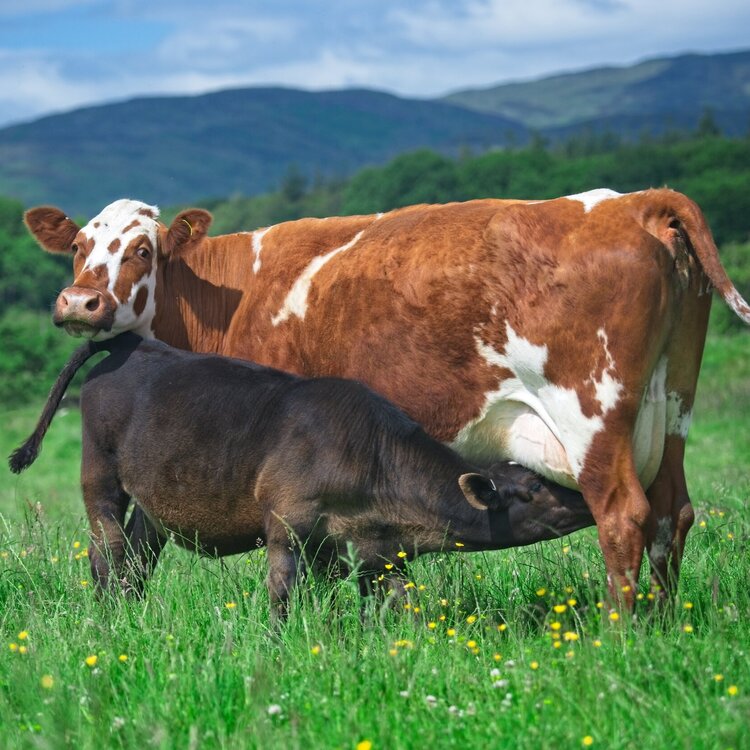 Lambing & Calving Essentials