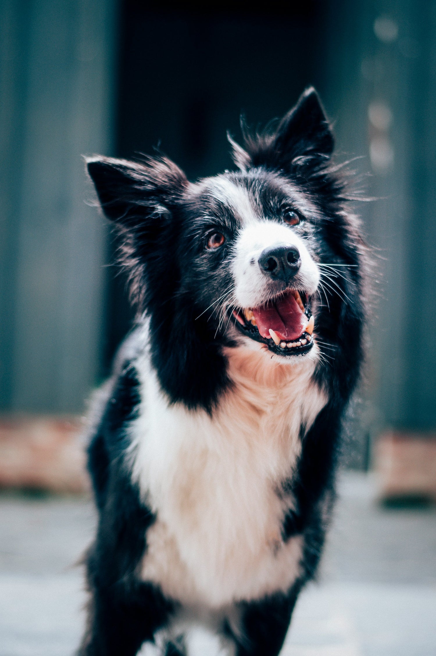 Pet Supplies