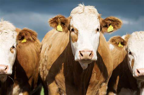 Cattle