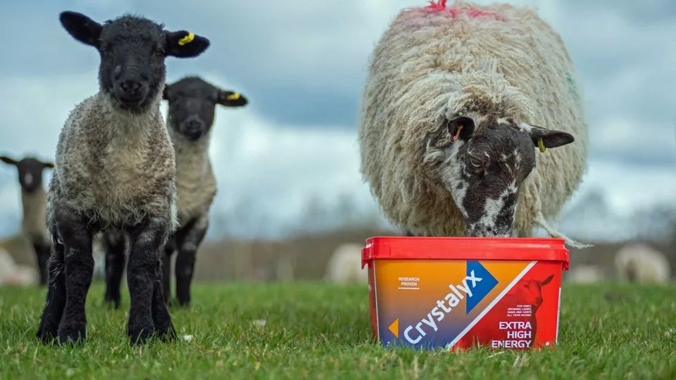 View all Sheep Products