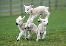 Lambing Energy & Scour Products