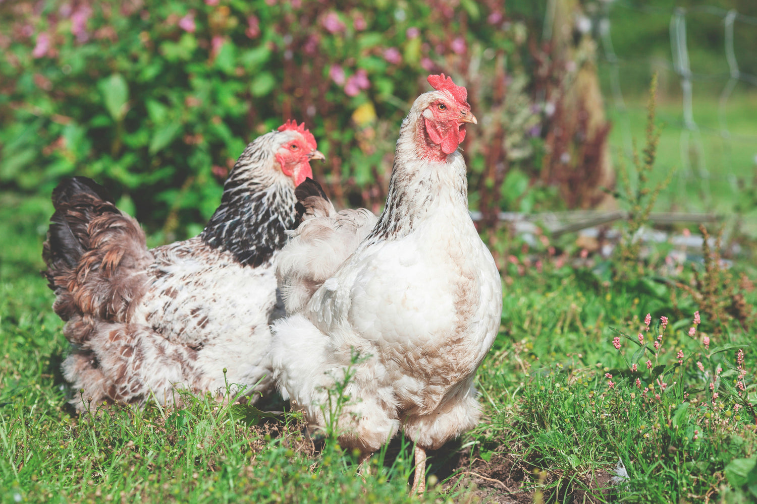 Pigs & Poultry