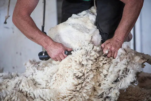 Shearing & Clipping